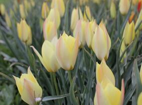 Tulipán botanický 'Honky Tonk' - Tulipa batalinii 'Honky Tonk'