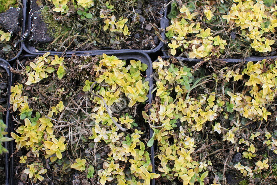 Rozrazil plazivý 'Sunshine' - Veronica repens 'Sunshine'