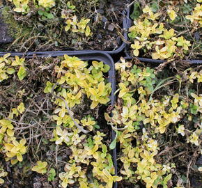 Rozrazil plazivý 'Sunshine' - Veronica repens 'Sunshine'