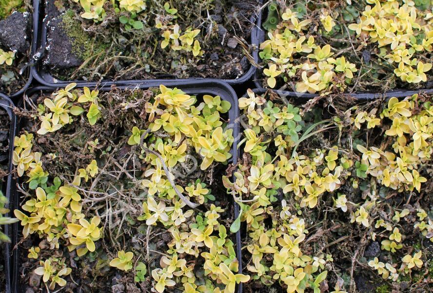 Rozrazil plazivý 'Sunshine' - Veronica repens 'Sunshine'