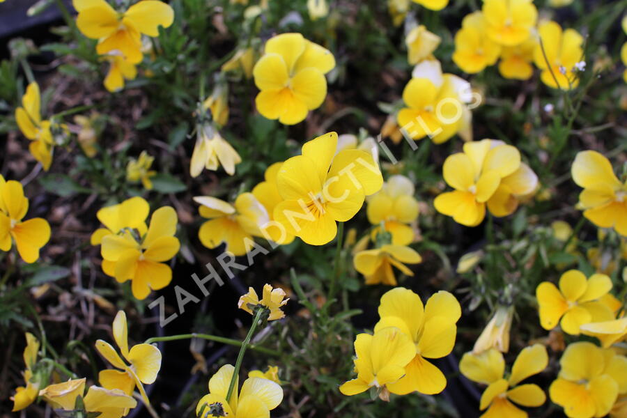 Violka růžkatá 'Ice Babies Golden Yellow' - Viola cornuta 'Ice Babies Golden Yellow'