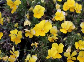 Violka růžkatá 'Ice Babies Golden Yellow' - Viola cornuta 'Ice Babies Golden Yellow'