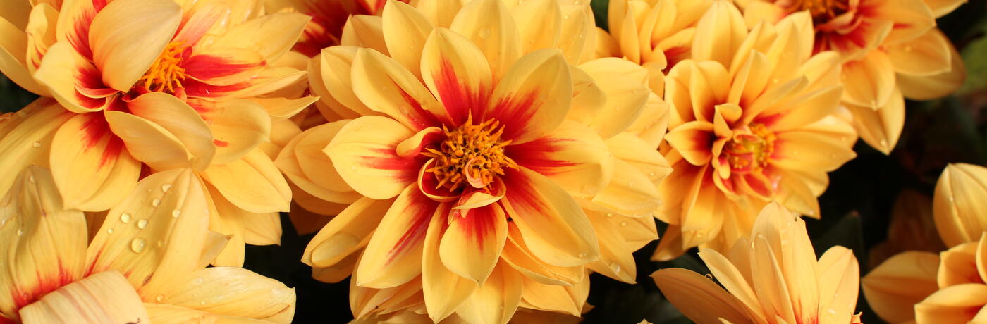 Dahlia ''Labella Medio Fun Golden Eye''