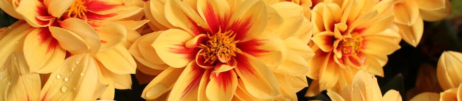 Dahlia 'Labella Medio Fun Golden Eye'