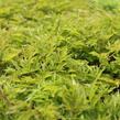 Udatna 'Johannifest' - Aruncus aethusifolius 'Johannifest'