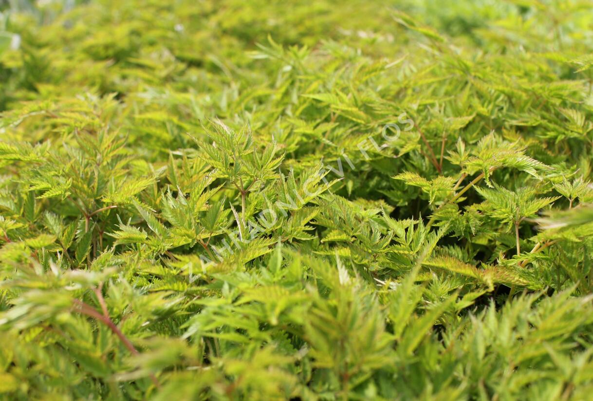 Udatna dvoudomá 'Johannifest' - Aruncus aethusifolius 'Johannifest'