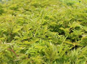 Udatna dvoudomá 'Johannifest' - Aruncus aethusifolius 'Johannifest'