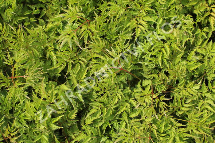 Udatna 'Johannifest' - Aruncus aethusifolius 'Johannifest'