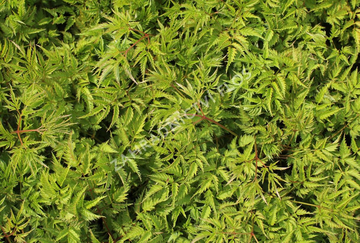 Udatna dvoudomá 'Johannifest' - Aruncus aethusifolius 'Johannifest'