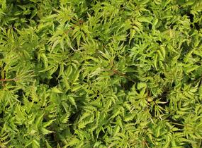 Udatna dvoudomá 'Johannifest' - Aruncus aethusifolius 'Johannifest'