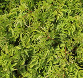 Udatna 'Johannifest' - Aruncus aethusifolius 'Johannifest'