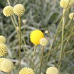 Craspedia globosa 'Golf Beauty' - Craspedia globosa 'Golf Beauty'