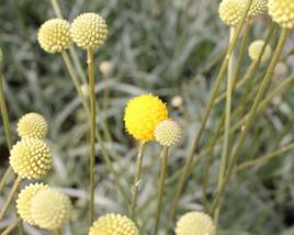 Kraspedie globosa 'Golf Beauty'