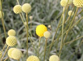 Kraspedie globosa 'Golf Beauty' - Craspedia globosa 'Golf Beauty'