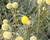 Kraspedie globosa 'Golf Beauty'