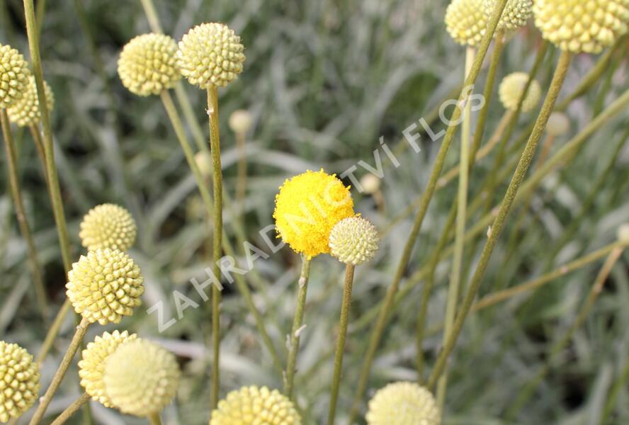 Kraspedie globosa 'Golf Beauty' - Craspedia globosa 'Golf Beauty'