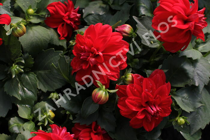 Jiřina 'Labella Medio Red' - Dahlia 'Labella Medio Red'