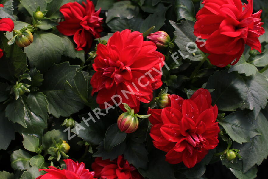 Jiřina 'Labella Medio Red' - Dahlia 'Labella Medio Red'