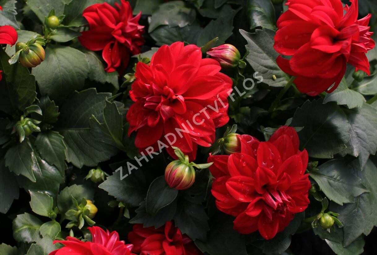 Jiřina 'Labella Medio Red' - Dahlia 'Labella Medio Red'