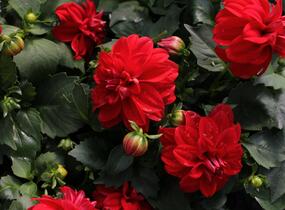 Jiřina 'Labella Medio Red' - Dahlia 'Labella Medio Red'