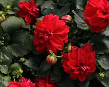 Jiřina 'Labella Medio Red'