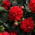 jirina-labella-medio-red.jpg