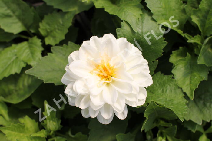 Jiřina 'DahLove Power White' - Dahlia 'DahLove Power White'