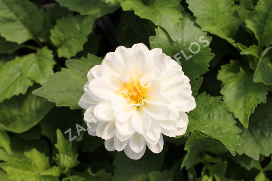 Jiřina 'DahLove Power White' - Dahlia 'DahLove Power White'