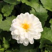 Jiřina 'DahLove Power White' - Dahlia 'DahLove Power White'
