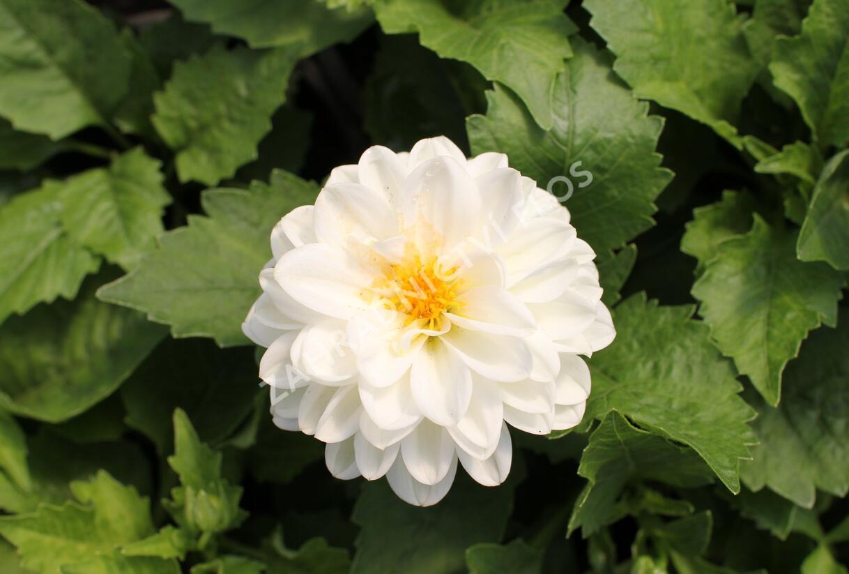 Jiřina 'DahLove Power White' - Dahlia 'DahLove Power White'