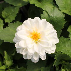 Jiřina 'DahLove Power White' - Dahlia 'DahLove Power White'