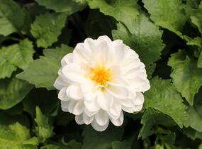 Jiřina 'DahLove Power White' - Dahlia 'DahLove Power White'