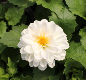 Jiřina 'DahLove Power White' - Dahlia 'DahLove Power White'