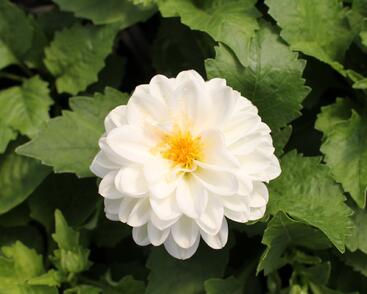 Jiřina 'DahLove Power White'