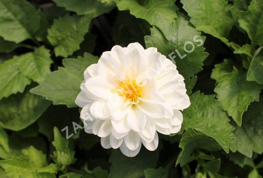 Jiřina 'DahLove Power White' - Dahlia 'DahLove Power White'