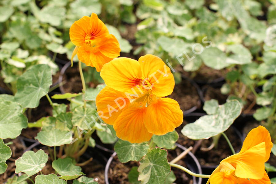 Lichořeřišnice nízká 'Tip Top Alaska Mix' - Tropaeolum minus 'Tip Top Alaska Mix'