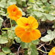 Lichořeřišnice nízká 'Tip Top Alaska Mix' - Tropaeolum minus 'Tip Top Alaska Mix'