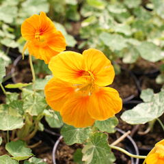 Lichořeřišnice nízká 'Tip Top Alaska Mix' - Tropaeolum minus 'Tip Top Alaska Mix'
