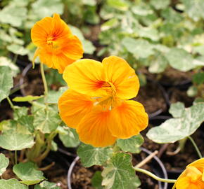 Lichořeřišnice 'Tip Top Alaska Mix' - Tropaeolum majus 'Tip Top Alaska Mix'