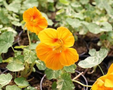 Lichořeřišnice nízká 'Tip Top Alaska Mix'