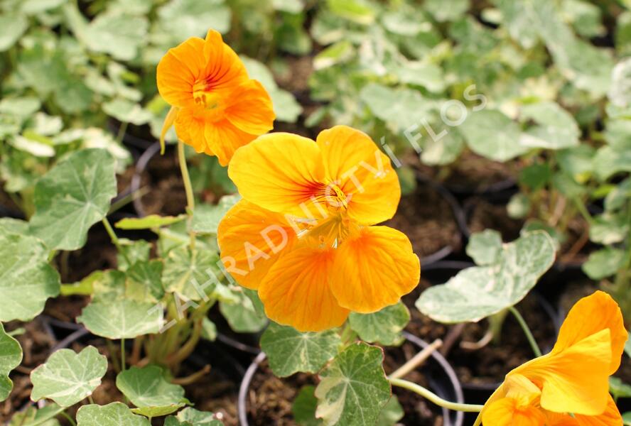 Lichořeřišnice nízká 'Tip Top Alaska Mix' - Tropaeolum minus 'Tip Top Alaska Mix'