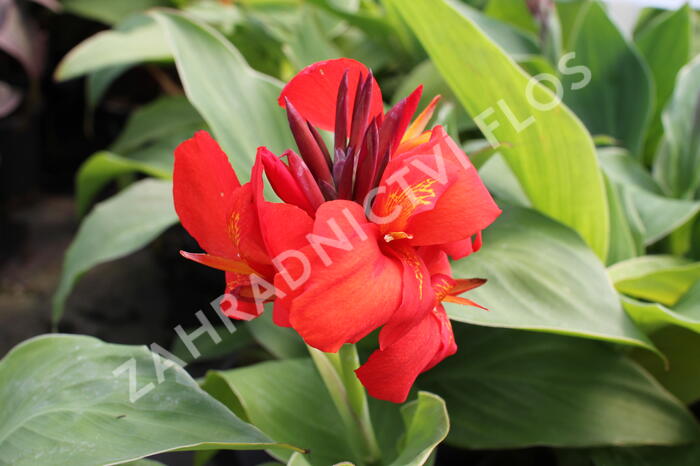 Dosna indická 'Cannova F1 Skarlet' - Canna indica 'Cannova F1 Scarlet'