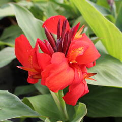 Dosna indická 'Cannova F1 Skarlet' - Canna indica 'Cannova F1 Scarlet'