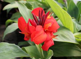 Dosna indická 'Cannova F1 Skarlet' - Canna indica 'Cannova F1 Scarlet'