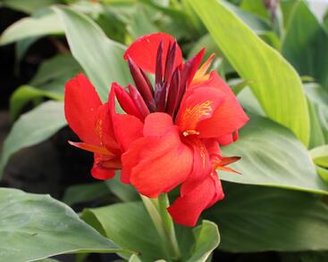 Dosna indická 'Cannova F1 Skarlet'