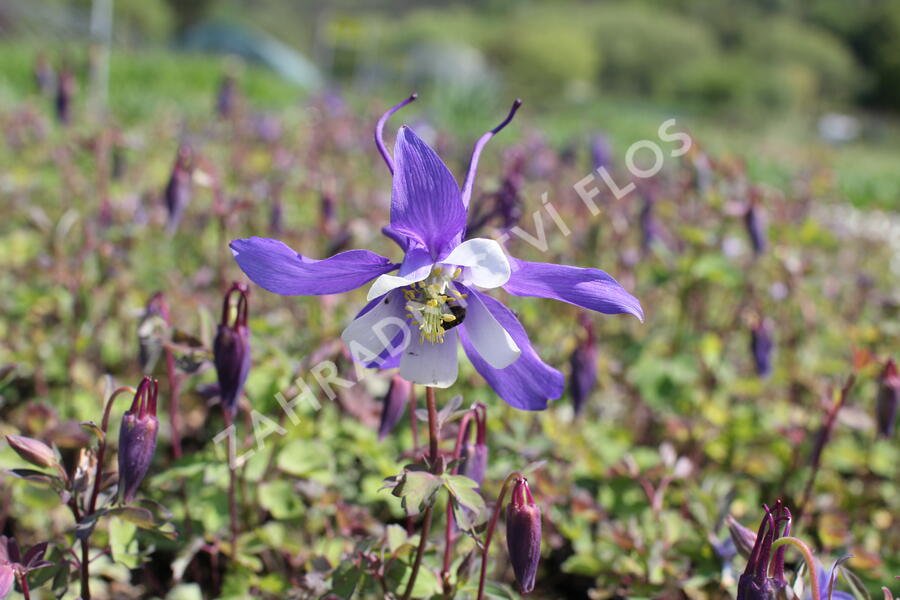 Orlíček 'Kirigami Deep Blue & White' - Aquilegia caerulea 'Kirigami Deep Blue & White'
