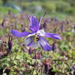 Orlíček 'Kirigami Deep Blue & White' - Aquilegia caerulea 'Kirigami Deep Blue & White'