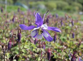 Orlíček 'Kirigami Deep Blue & White' - Aquilegia caerulea 'Kirigami Deep Blue & White'