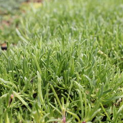 Mydlice - Saponaria x olivana