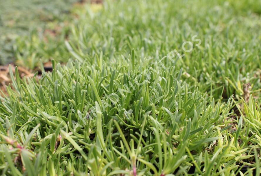 Mydlice - Saponaria x olivana